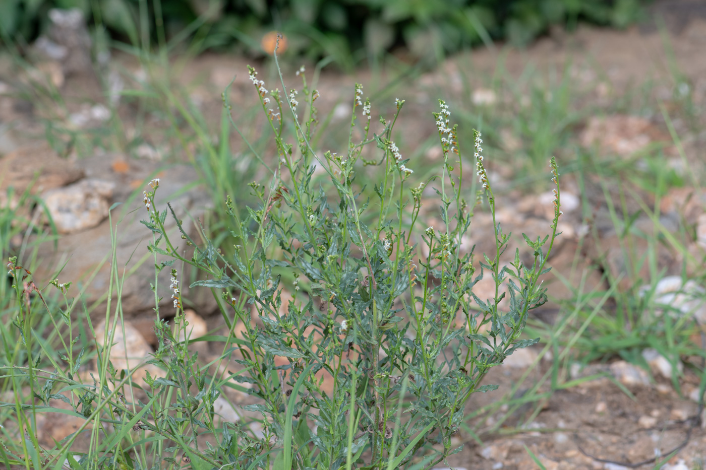 Image of Heliotropium ciliatum specimen.