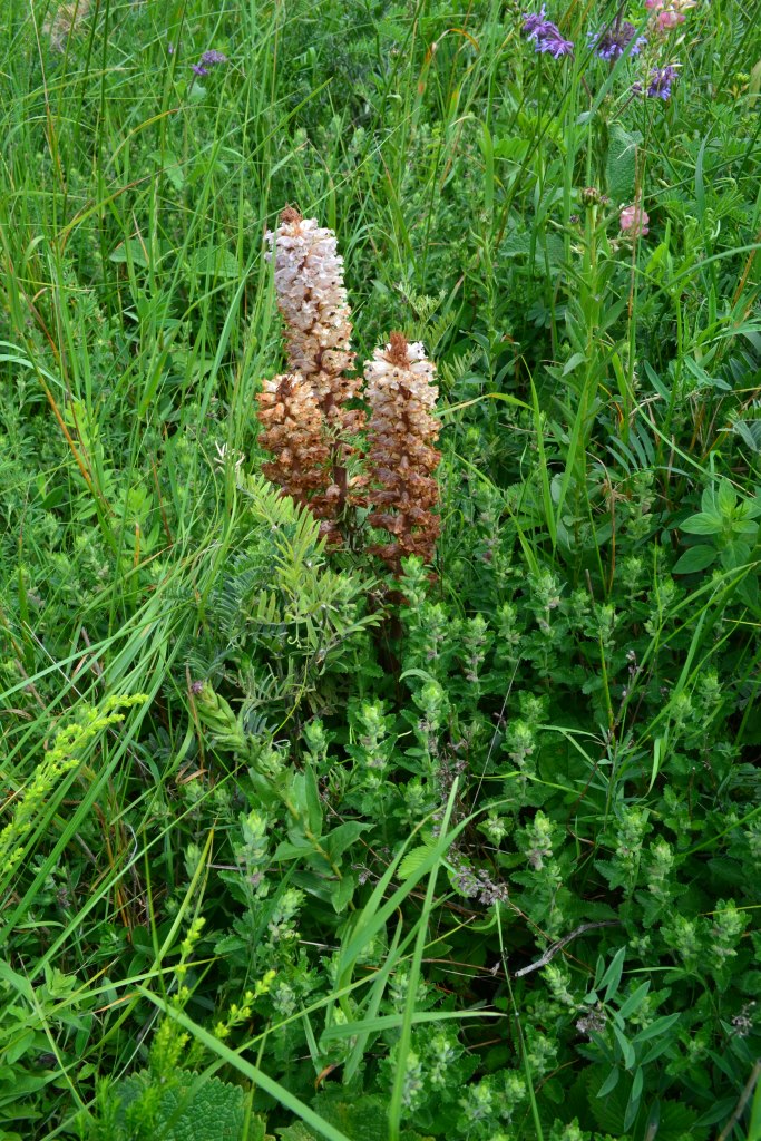 Image of genus Orobanche specimen.