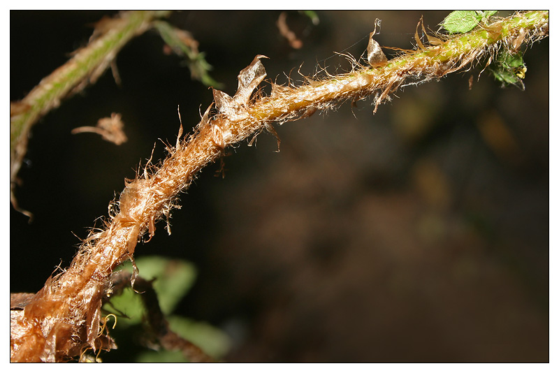 Изображение особи Polystichum braunii.