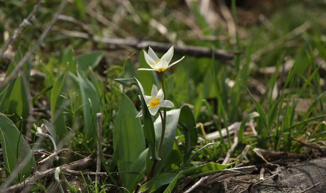 Изображение особи Tulipa turkestanica.