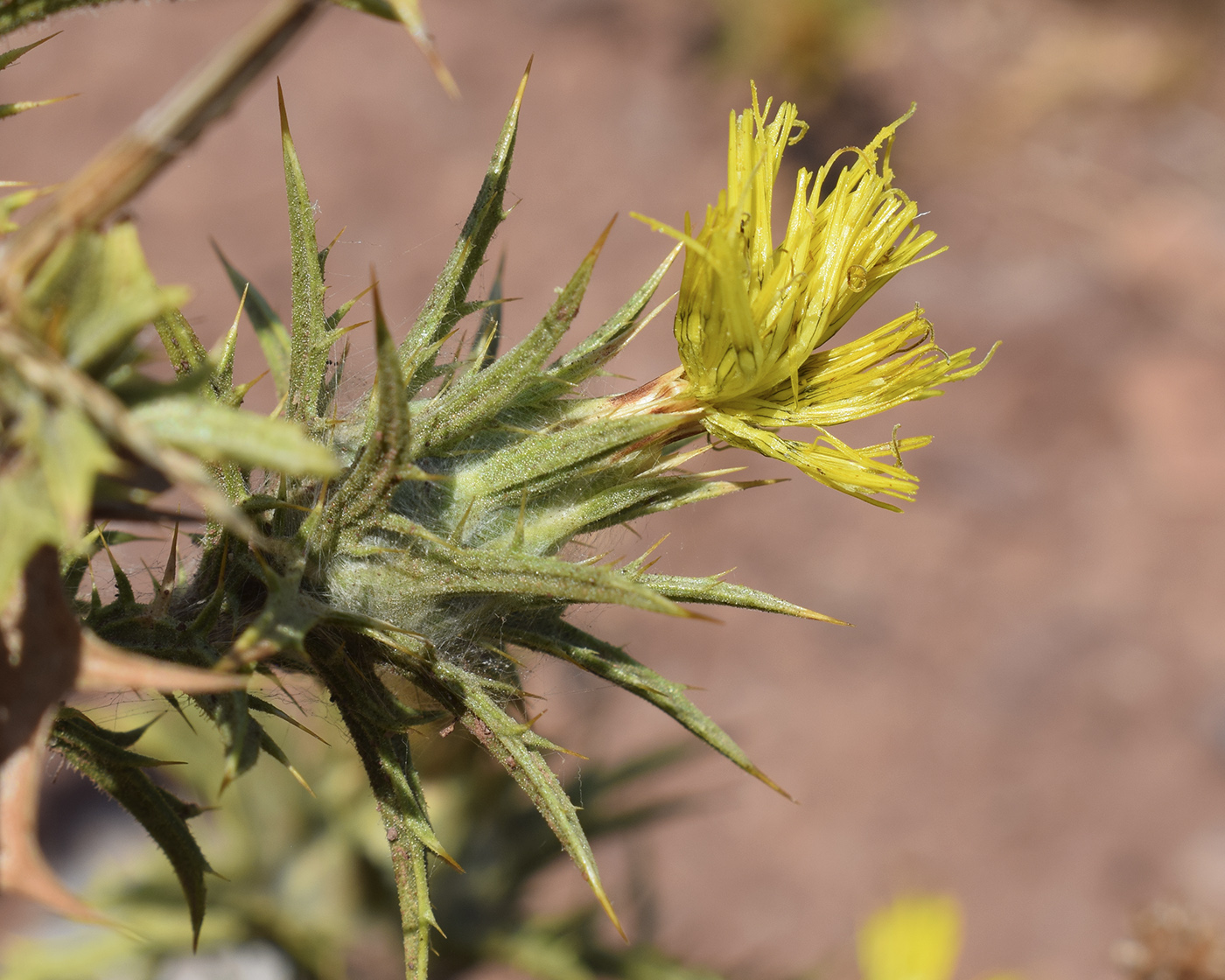 Изображение особи Carthamus lanatus.