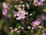 Смотреть изображение Limonium scoparium