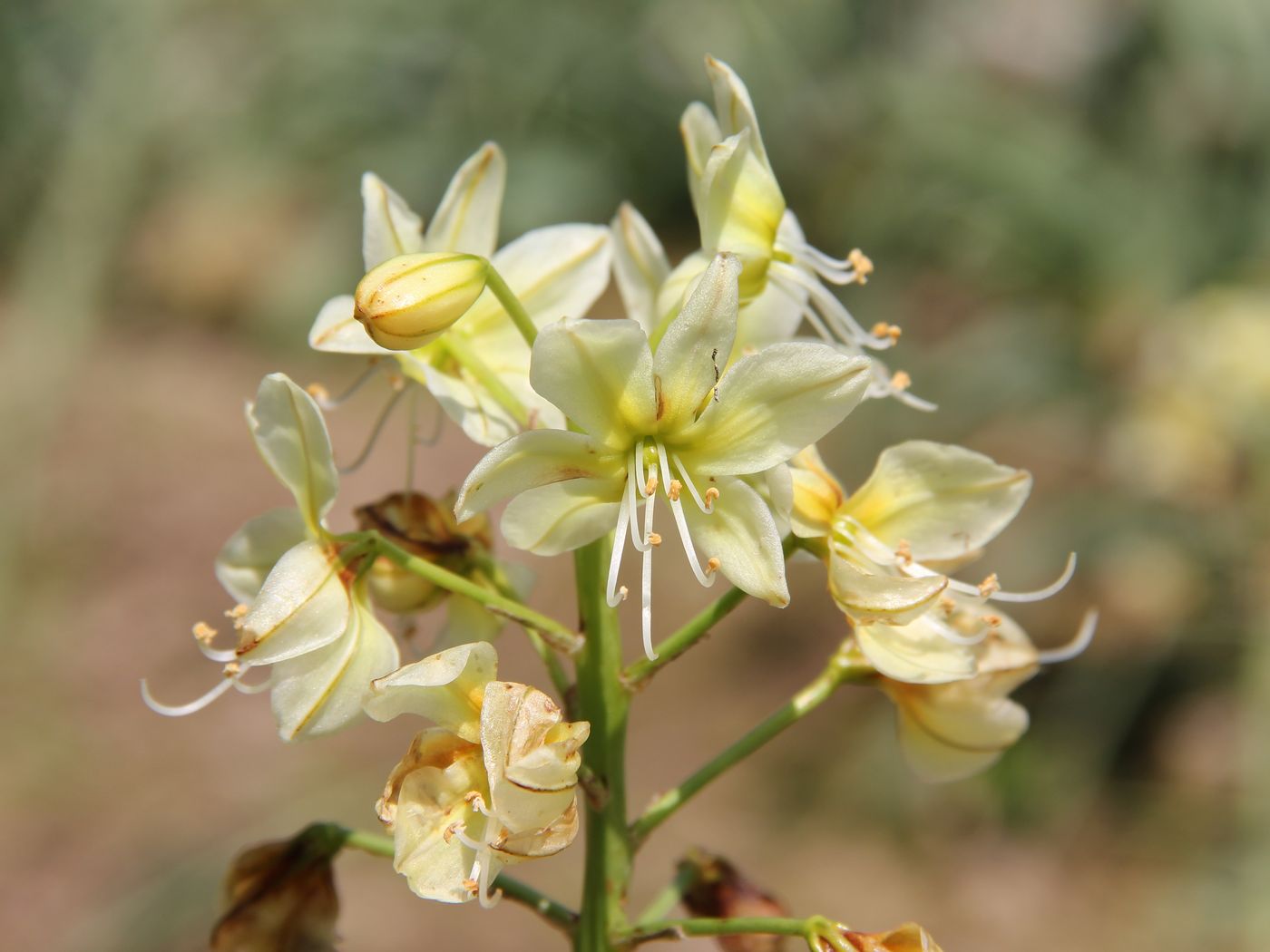 Image of Eremurus luteus specimen.