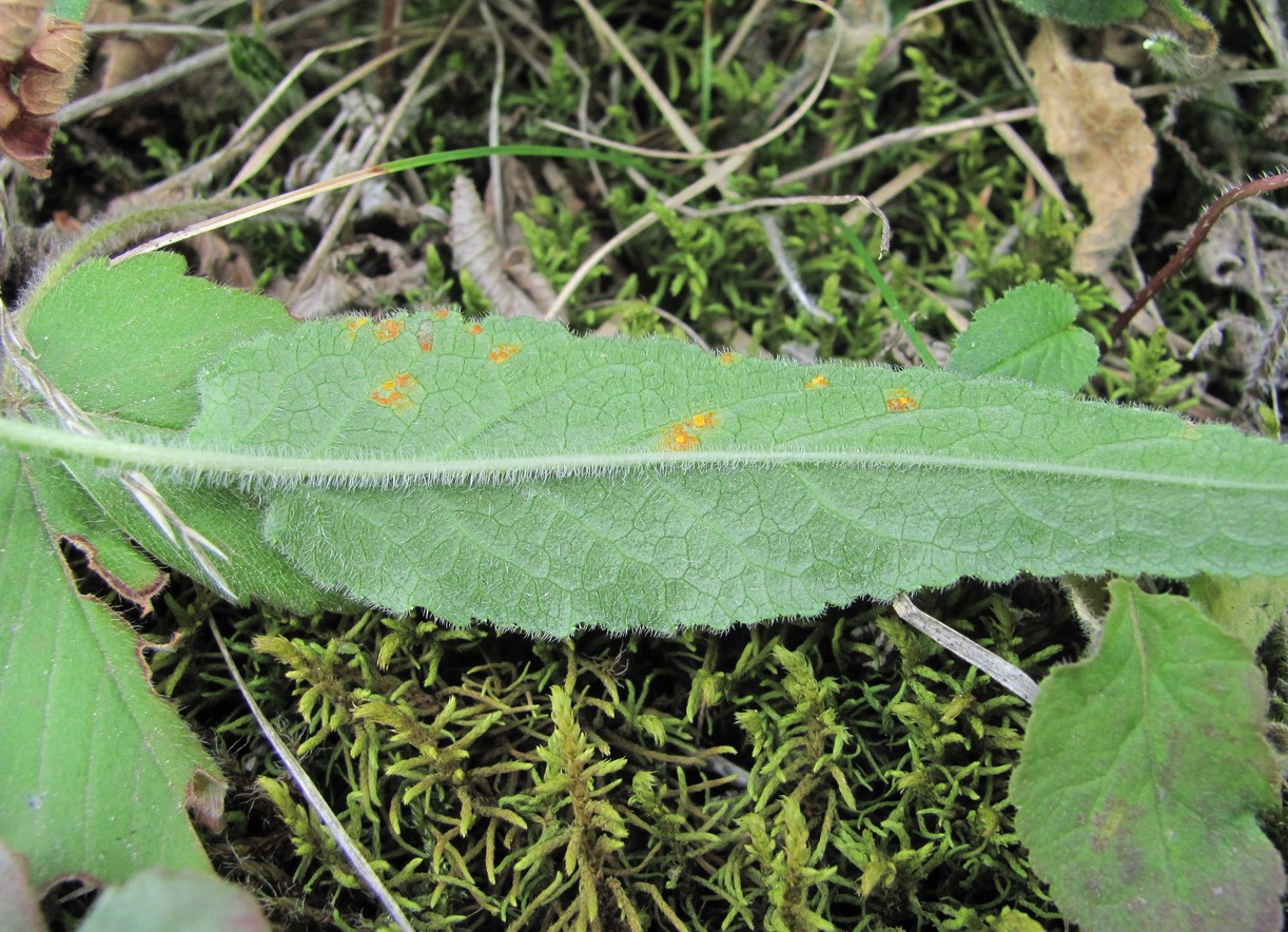 Image of Campanula sarmatica specimen.