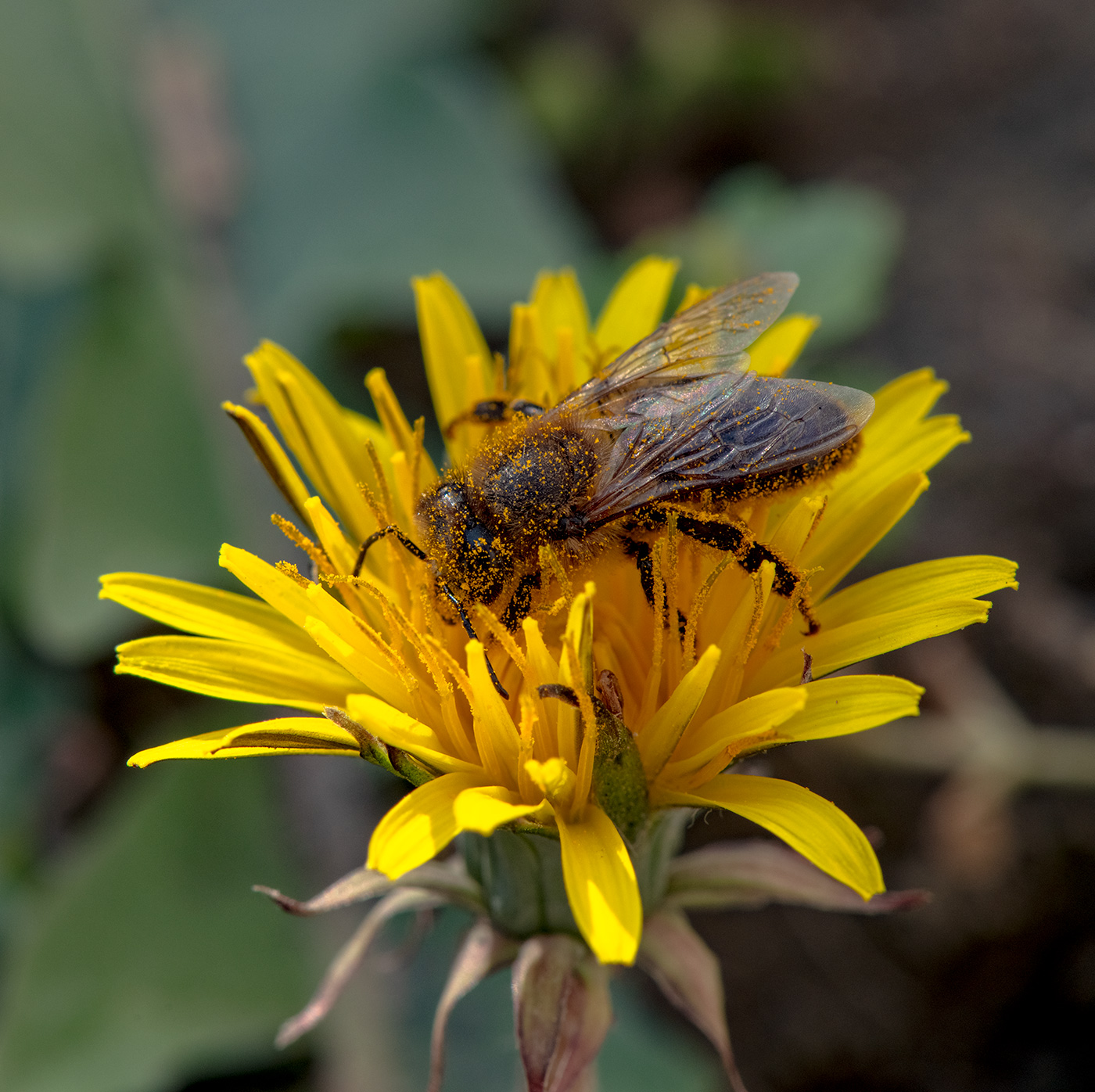 Image of genus Taraxacum specimen.