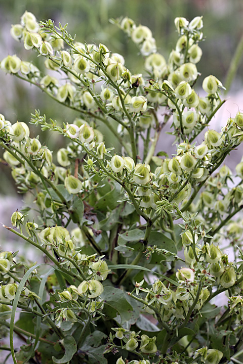 Image of Rindera echinata specimen.