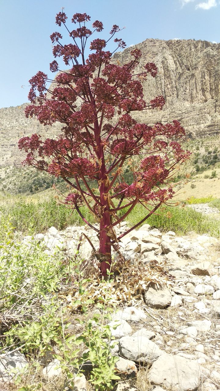 Изображение особи Ferula tadshikorum.