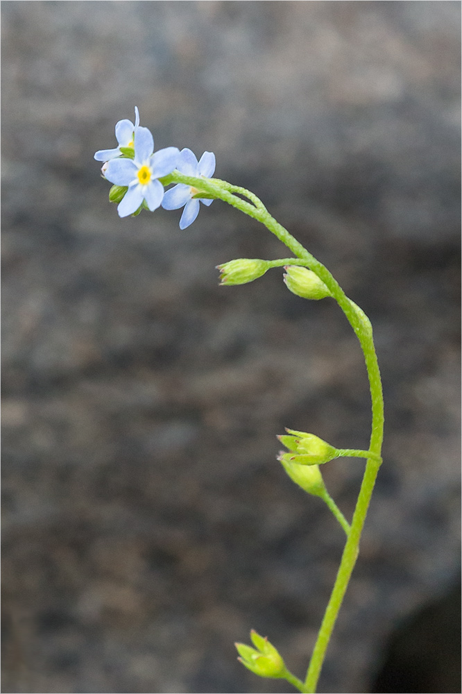 Изображение особи Myosotis cespitosa.