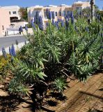 Echium candicans