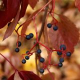 Parthenocissus quinquefolia. Соплодие. Санкт-Петербург, Старый Петергоф, парк \"Сергиевка\". 10.09.2010.