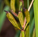 Aristea ecklonii