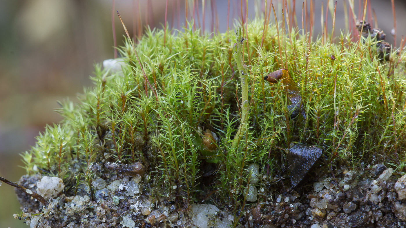 Image of class Bryopsida specimen.