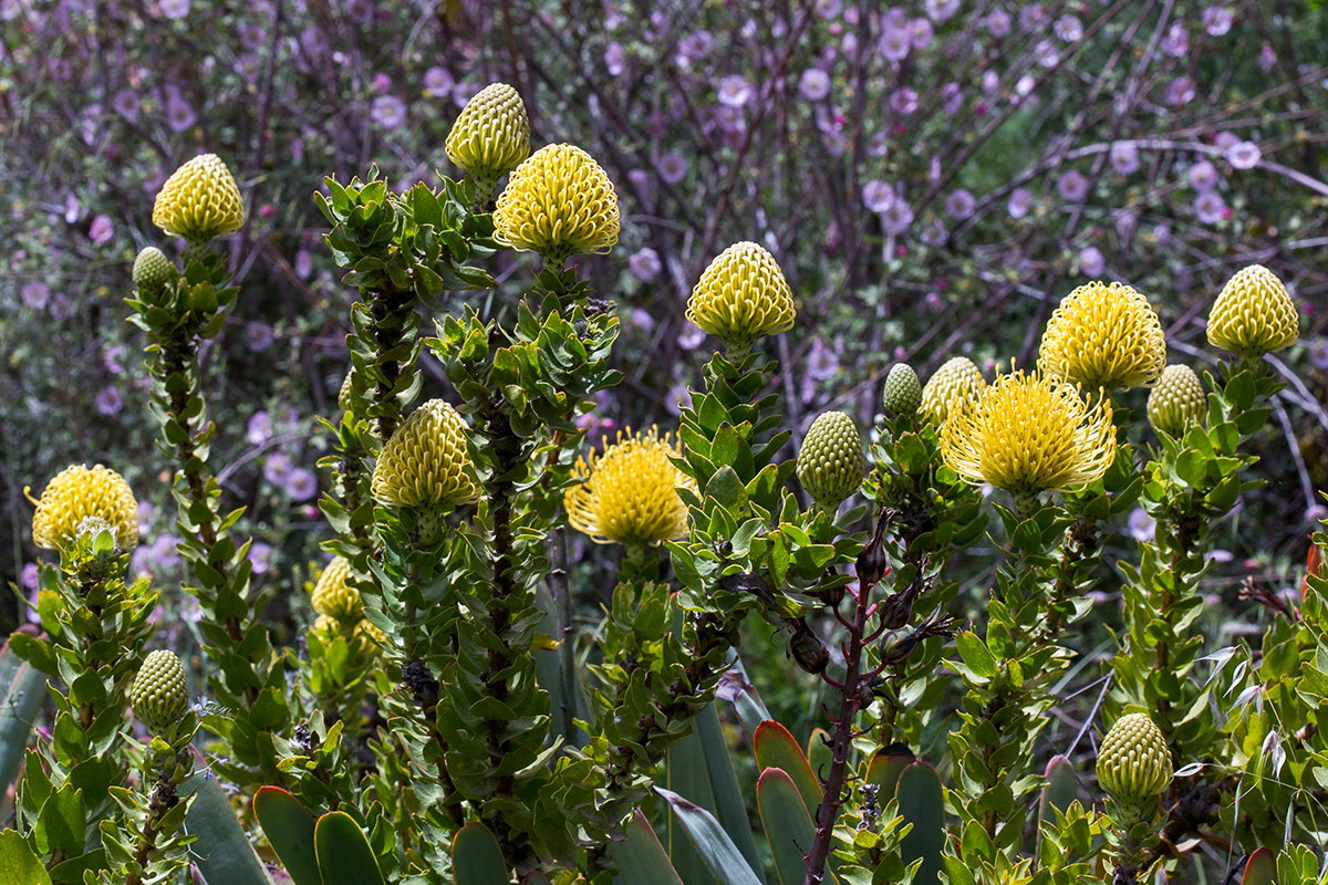 Изображение особи Leucospermum cordifolium.