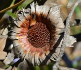 Protea obtusifolia