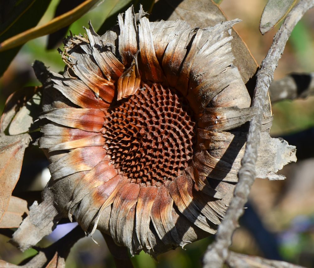 Image of Protea obtusifolia specimen.