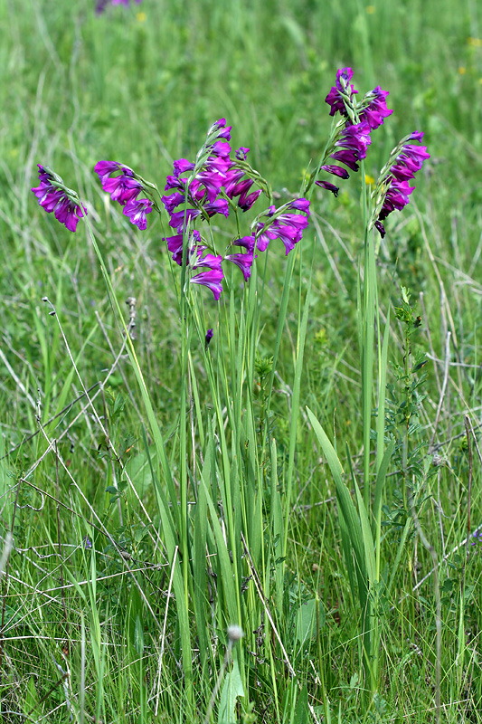 Image of Gladiolus tenuis specimen.