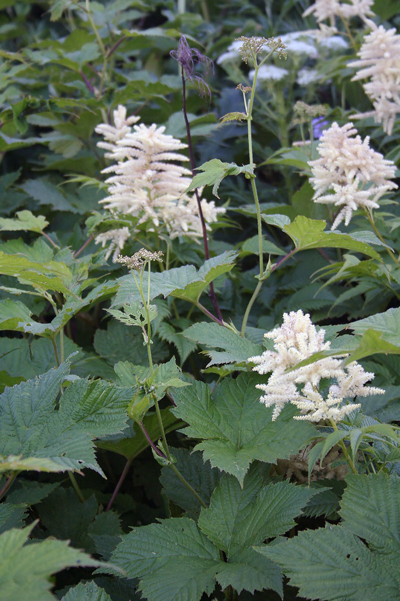 Image of Filipendula camtschatica specimen.