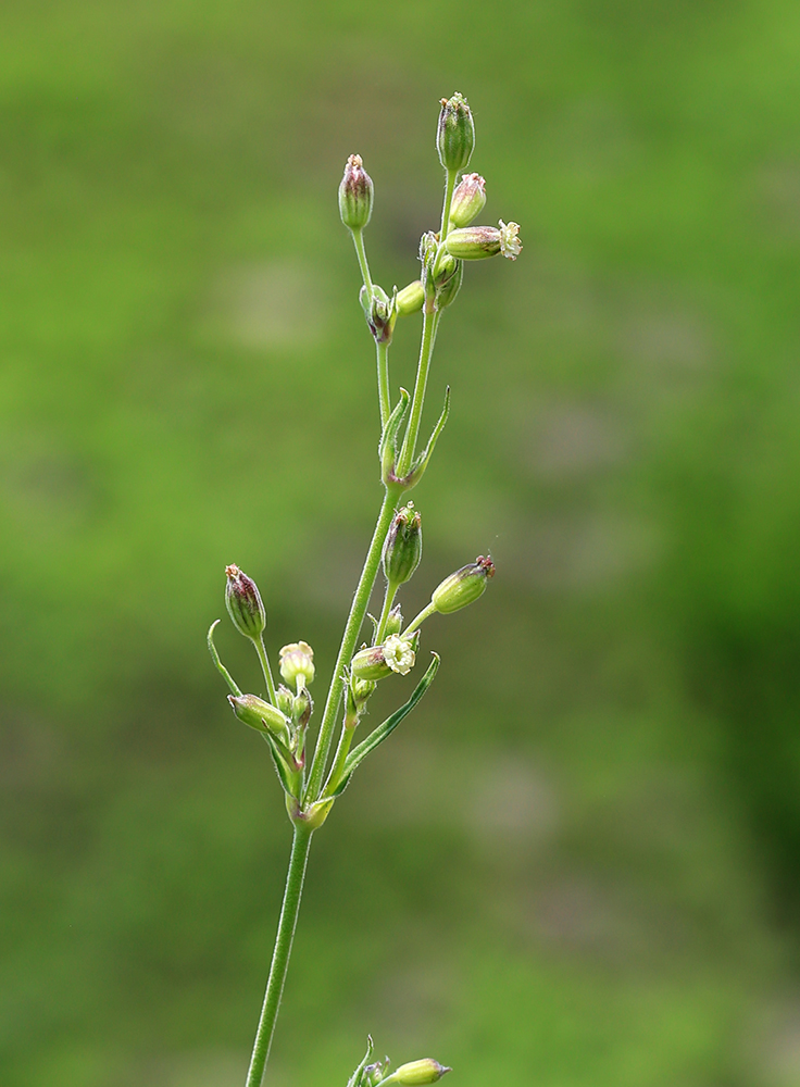 Image of Silene aprica specimen.