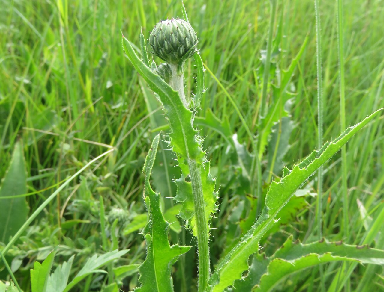 Изображение особи Cirsium canum.