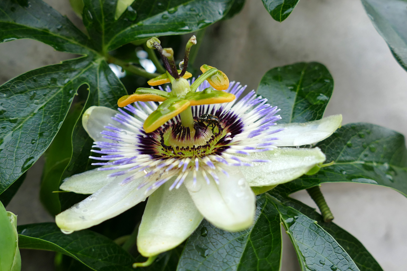 Image of Passiflora caerulea specimen.