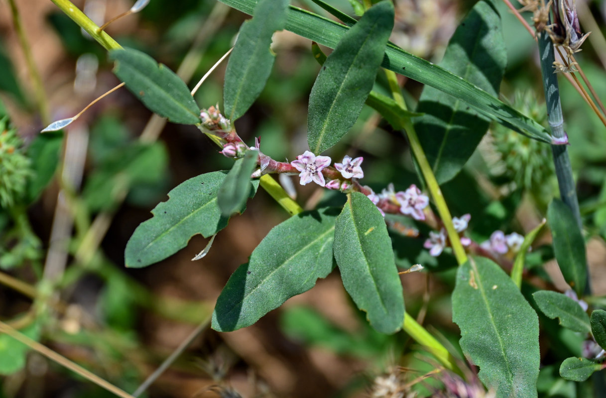 Изображение особи Polygonum alpestre.