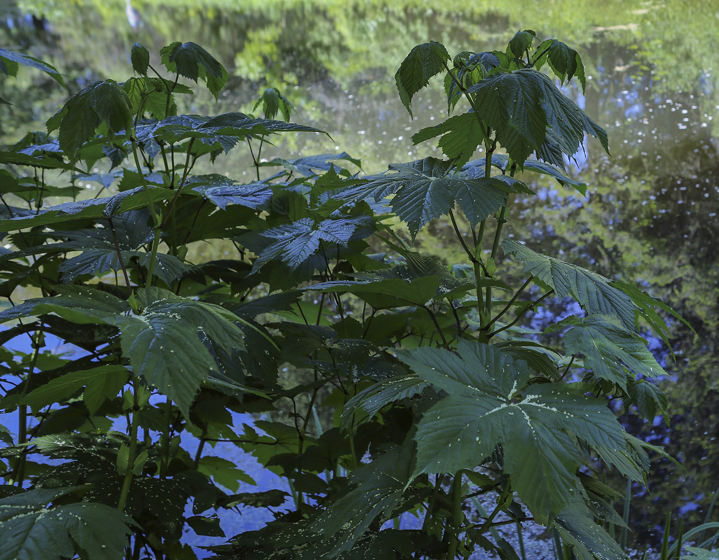 Image of Filipendula camtschatica specimen.