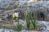 Narcissus tazetta. Цветущее и отцветшие растения. Израиль, лесопарк Шоам. 11.12.2022.