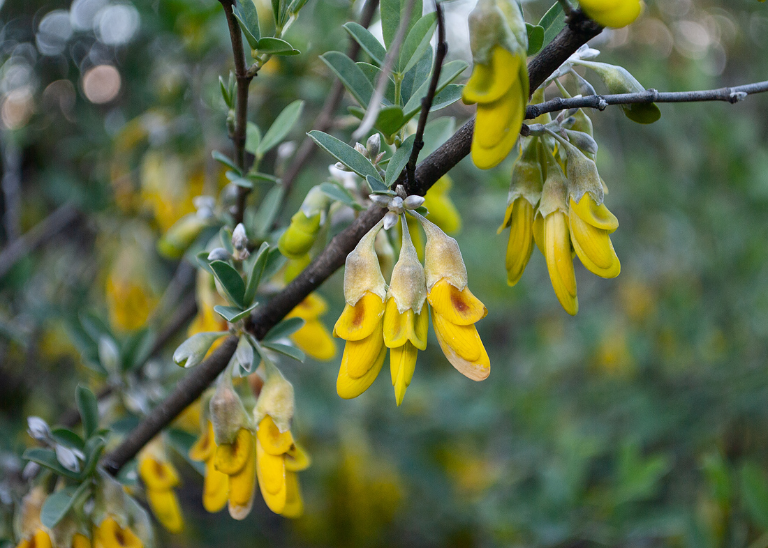 Изображение особи Anagyris foetida.