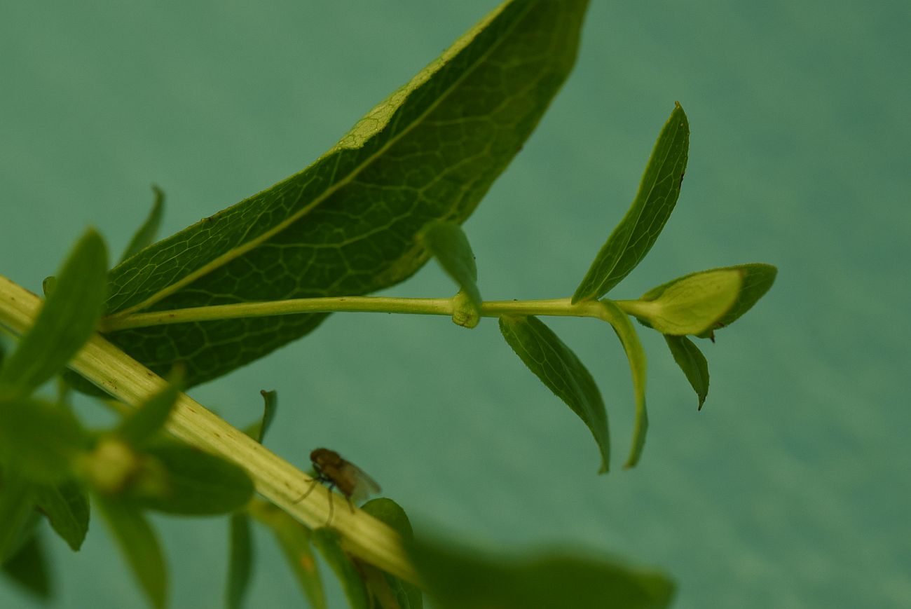 Изображение особи Inula aspera.