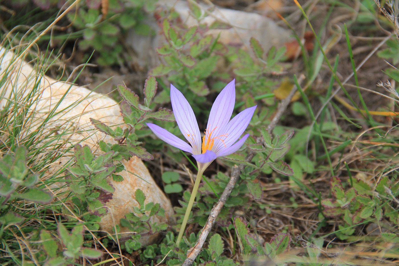 Изображение особи Crocus speciosus.