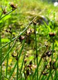 Juncus beringensis