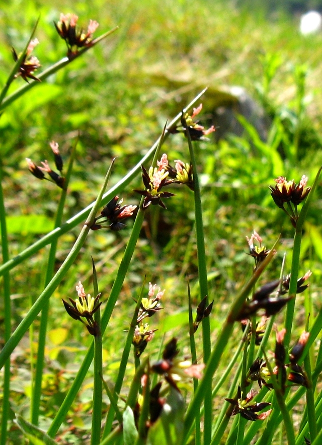 Image of Juncus beringensis specimen.