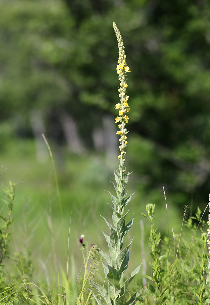 Изображение особи Verbascum densiflorum.