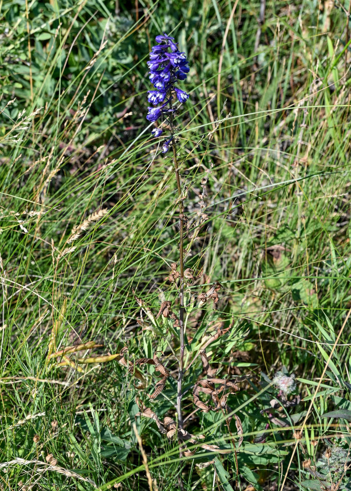 Image of genus Delphinium specimen.