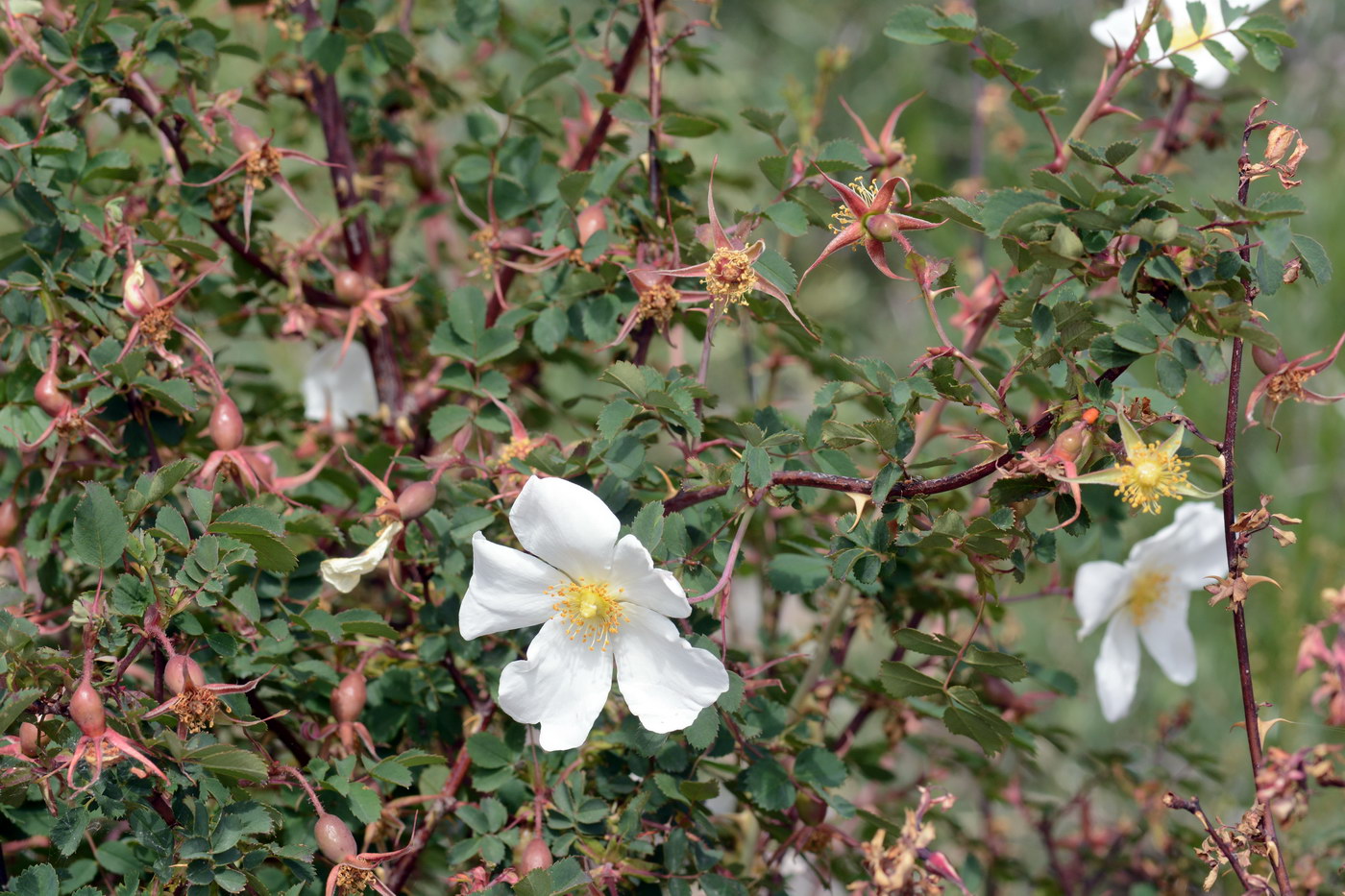 Image of genus Rosa specimen.