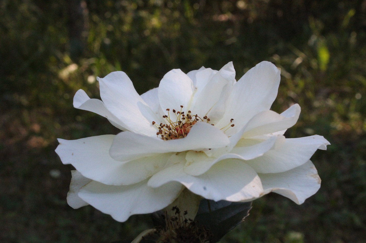 Image of genus Rosa specimen.