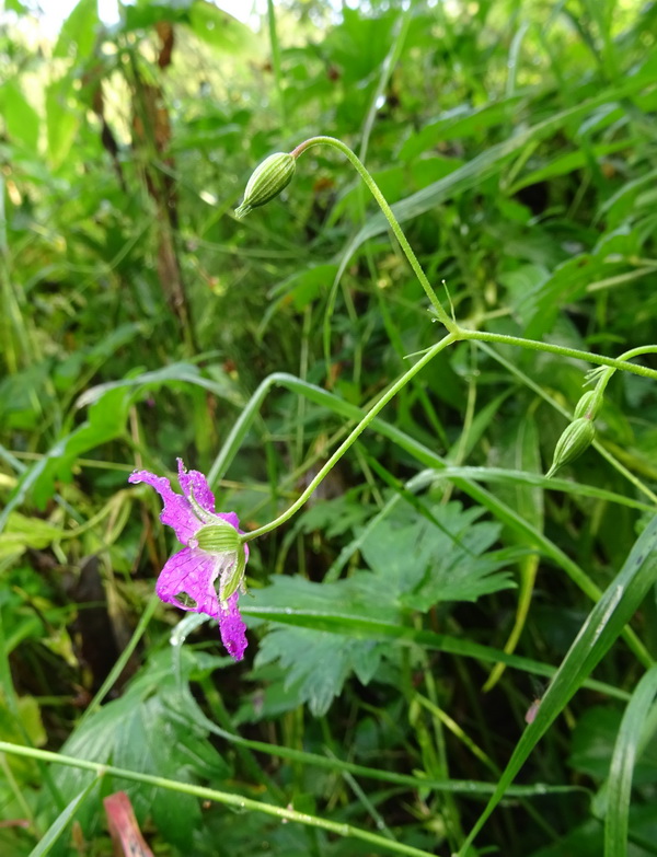 Изображение особи Geranium palustre.