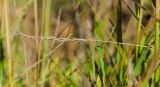 genus Festuca. Верхушка сухого отплодоносившего побега. Пермский край, Берёзовский р-н, долина р. Шаква в окр. дер. Карнаухово, в р-не Татарской горы, суходольный луг. 12 августа 2023 г.