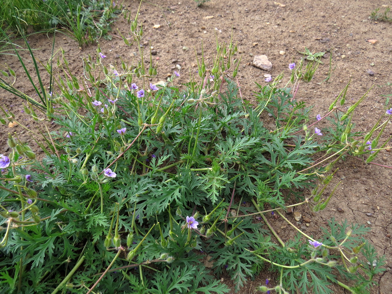 Image of Erodium stephanianum specimen.