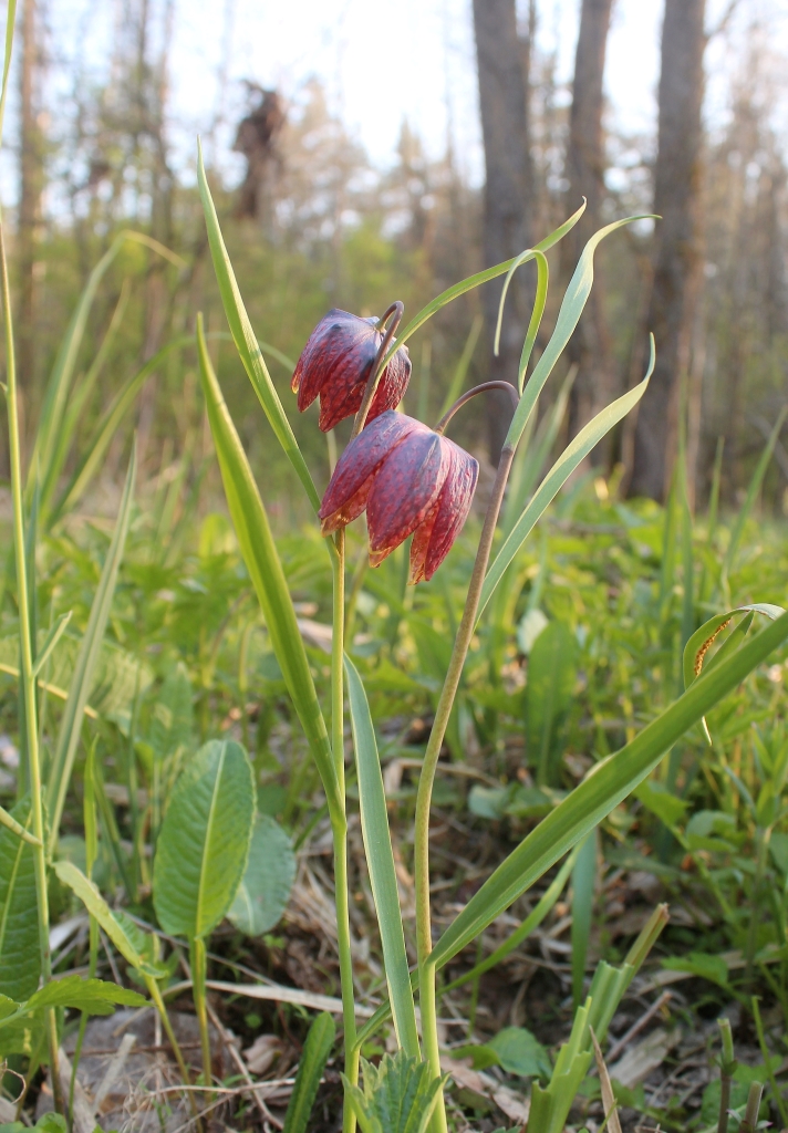 Image of Fritillaria meleagris specimen.