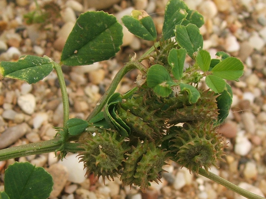 Image of Medicago denticulata specimen.