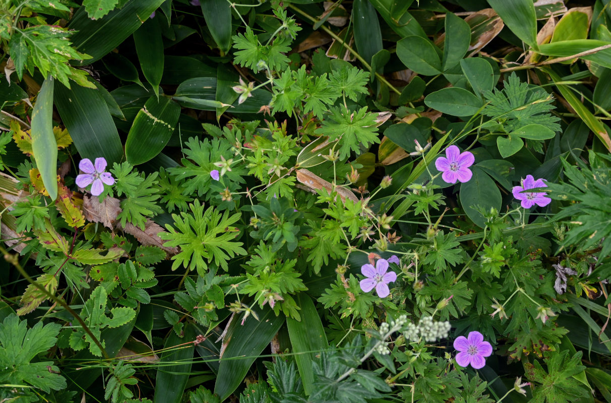 Изображение особи Geranium yesoense.