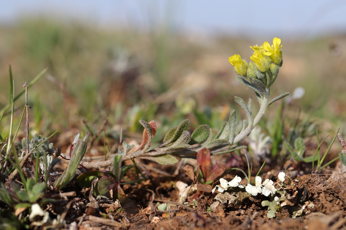 Image of Alyssum calycocarpum specimen.