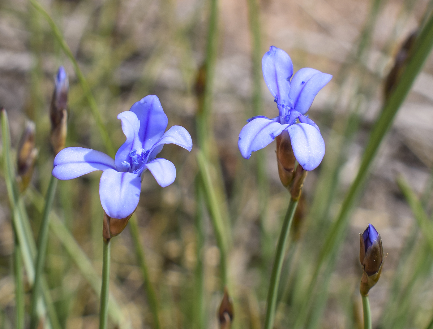 Изображение особи Aphyllanthes monspeliensis.