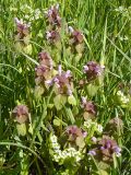 Lamium purpureum