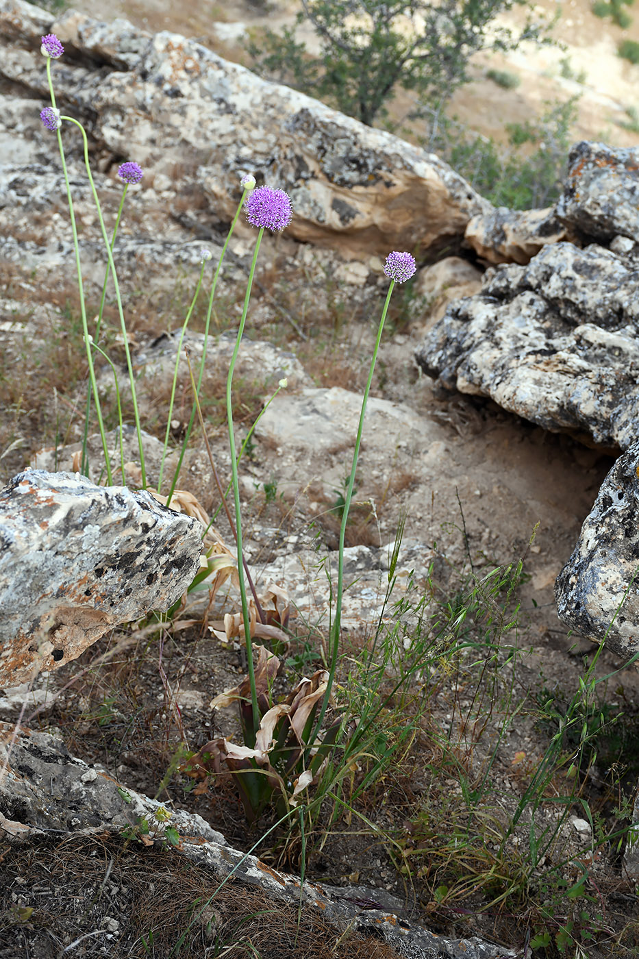 Image of Allium giganteum specimen.