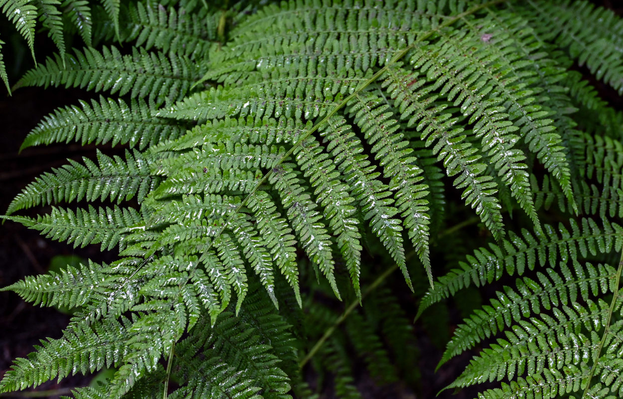 Image of Athyrium filix-femina specimen.