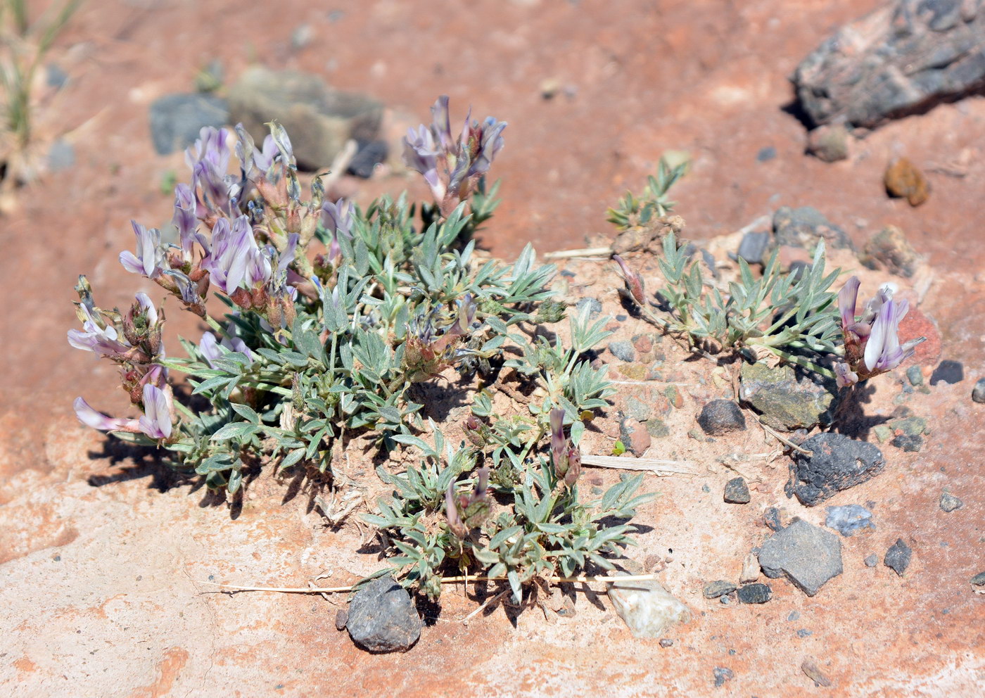 Image of Astragalus chomutowii specimen.