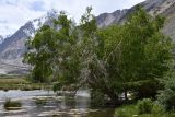 Betula pamirica. Взрослое дерево. Таджикистан, Горно-Бадахшанская автономная обл., Рушанский р-н, хр. Северо-Аличурский, Ирхтские горы, Сарезское оз., Ирхтский залив, дол. р. Лянгар, пойма. 27 июня 2024 г.