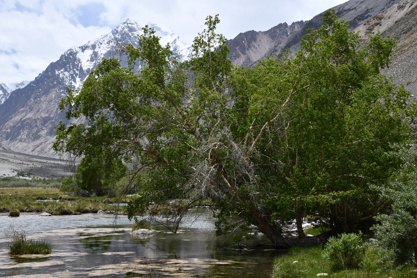 Изображение особи Betula pamirica.